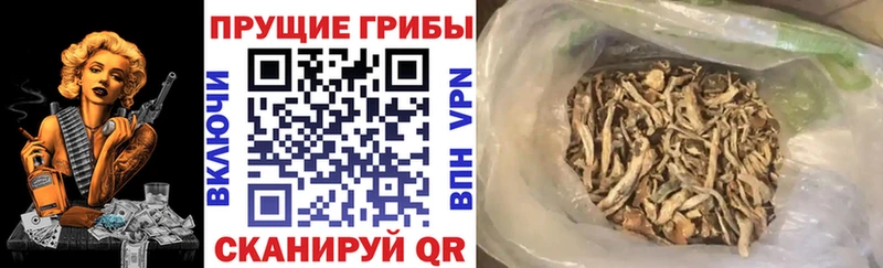 купить наркотик  Ардатов  Псилоцибиновые грибы мицелий 